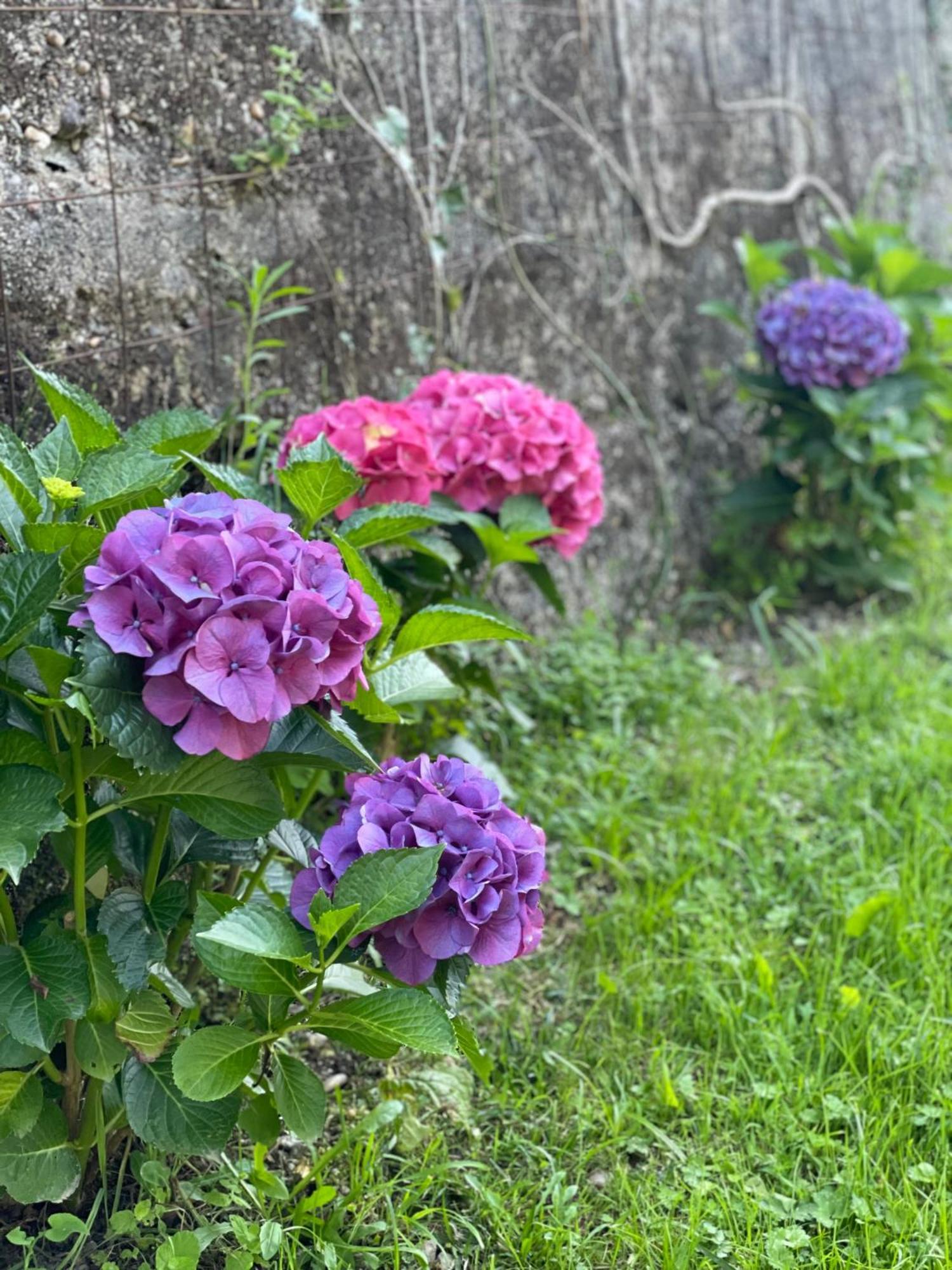 Quinta Das Ameixas - Country & Nature アロウカ エクステリア 写真